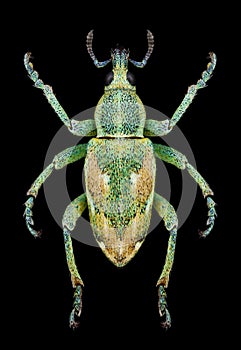 Beetle Coniatus tamarisci