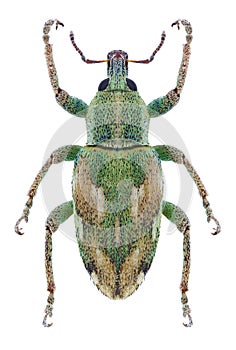 Beetle Coniatus tamarisci