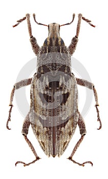 Beetle Coniocleonus excoriatus