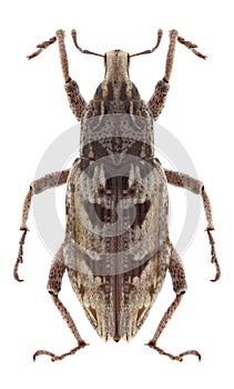 Beetle Coniocleonus excoriatus