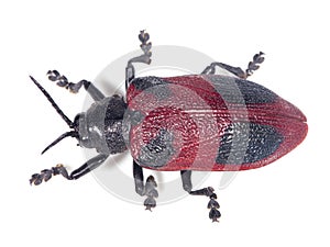 Beetle Coraliomela Quadrimaculata photo