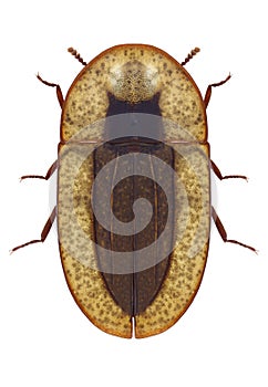 Beetle Cossyphus tauricus