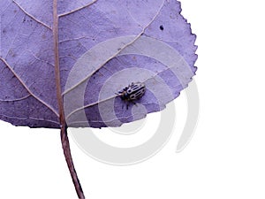 Beetle on cottownwood leaf photo