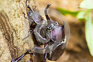 Beetle courtship