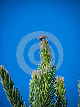A beetle crawl on the tip of a fir free against the vivid blue sky