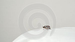 The beetle is crawling over a white surface.