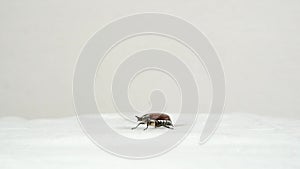 The beetle is crawling over a white surface.