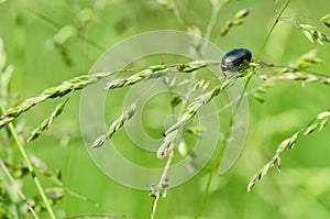 Beetle crawling on the stem