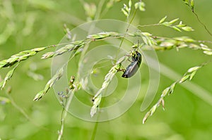 Beetle crawling on the stem