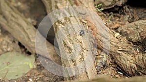 Beetle crawling on wood