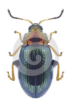 Beetle Crepidodera aurata