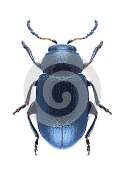 Beetle Crepidodera fulvicornis