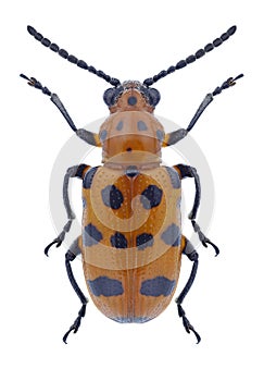 Beetle Crioceris quatuordecimpunctata photo