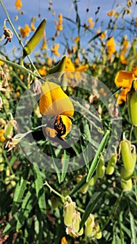 A beetle and Crotalaria juncea