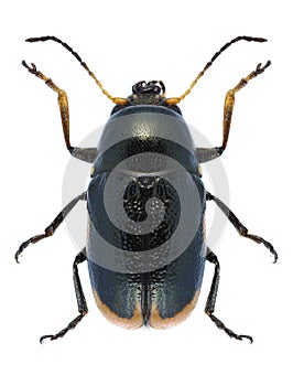 Beetle Cryptocephalus apicalis