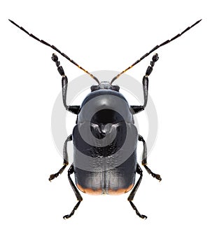 Beetle Cryptocephalus biguttatus
