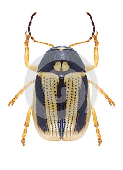 Beetle Cryptocephalus bilineatus