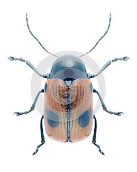 Beetle Cryptocephalus bipunctatus