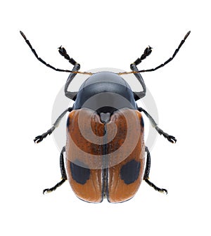 Beetle Cryptocephalus bipunctatus