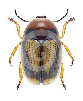 Beetle Cryptocephalus connexus