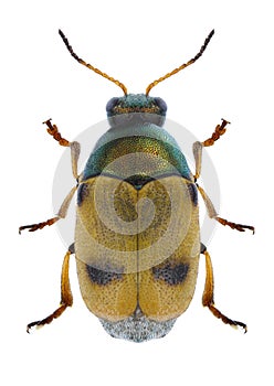 Beetle Cryptocephalus laetus