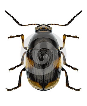 Beetle Cryptocephalus moraei