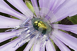 Beetle Cryptocephalus sericeus in natural habitat close-up