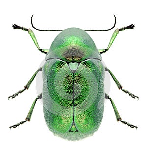 Beetle Cryptocephalus sericeus