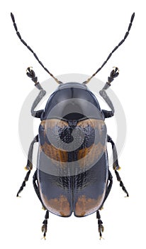 Beetle Cryptocephalus tarsalis