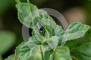 Beetle Ctenicera pectinicornis crawling on a stalk of grass .Insects are very active during the day