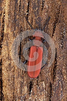 Beetle Cucujus cinnaberinus