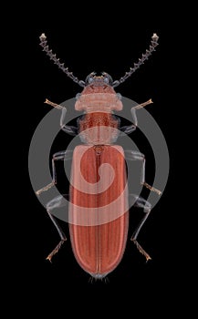 Beetle Cucujus cinnaberinus
