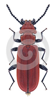 Beetle Cucujus cinnaberinus