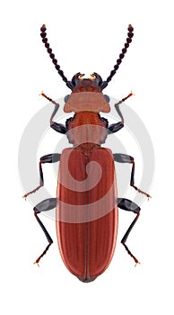 Beetle Cucujus cinnaberinus