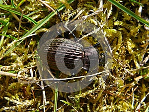 The beetle cupreous on the ground in the grass