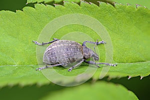 Beetle curculionidae with long mustache photo
