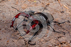 Beetle cyclommatus elaphus, Beetle close up.Macro shot
