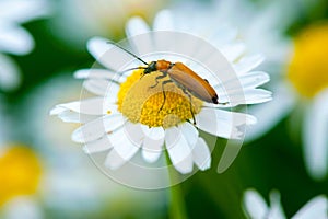 A beetle on a daisy