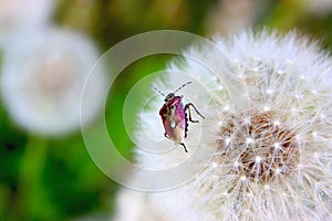 Beetle and dandelion