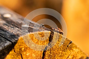 Beetle on a dead tree during sunset, macto shot