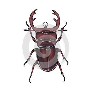 Beetle deer. Hand drawn insect illustration, detailed art. Isolated bug on white background