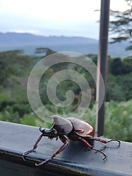 Beetle on the Dempo Sriwijaya Villa photo