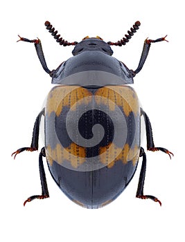 Beetle Diaperis boleti