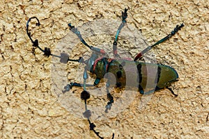 Beetle (Diastocera wallichi tonkinensis) on nature background