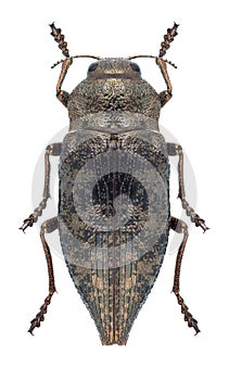 Beetle Dicerca aenea