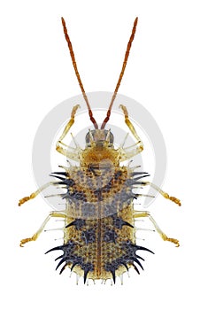 Beetle Dicladispa armigera