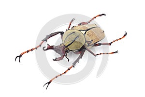 Beetle (Dicranocephalus wallichii) isolated on white background