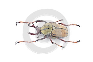 Beetle (Dicranocephalus wallichii) isolated on white background