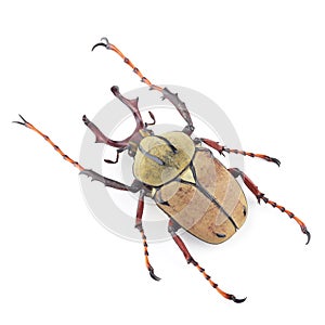 Beetle (Dicranocephalus wallichii) isolated on white background