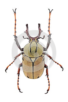Beetle (Dicranocephalus wallichii) isolated on white